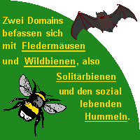 Fledermäuse und Wildbienen