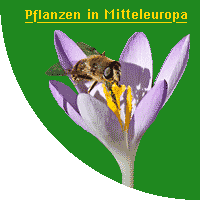 Pflanzen in Mitteleuropa